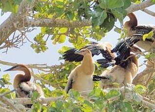 Anhinga d'Afrique