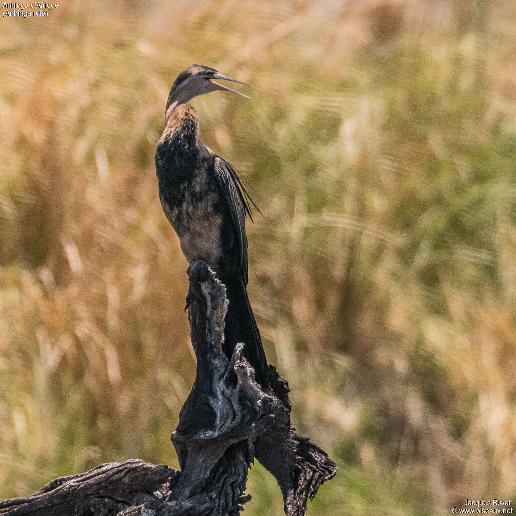 Anhinga d'Afrique mâle adulte nuptial, identification, composition, pigmentation