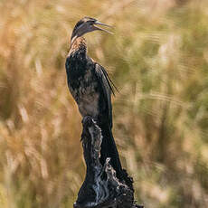 Anhinga d'Afrique