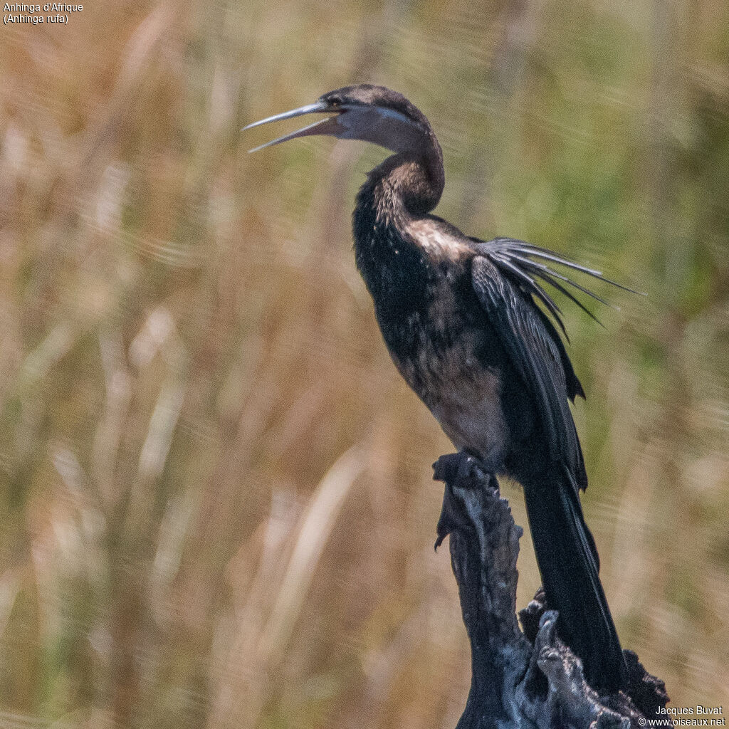 Anhinga d'Afriqueadulte nuptial, identification, composition, pigmentation