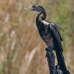 Anhinga d'Afrique