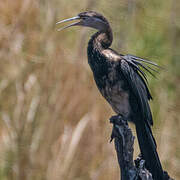 Anhinga d'Afrique