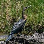 Anhinga d'Afrique