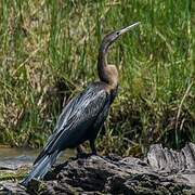 African Darter