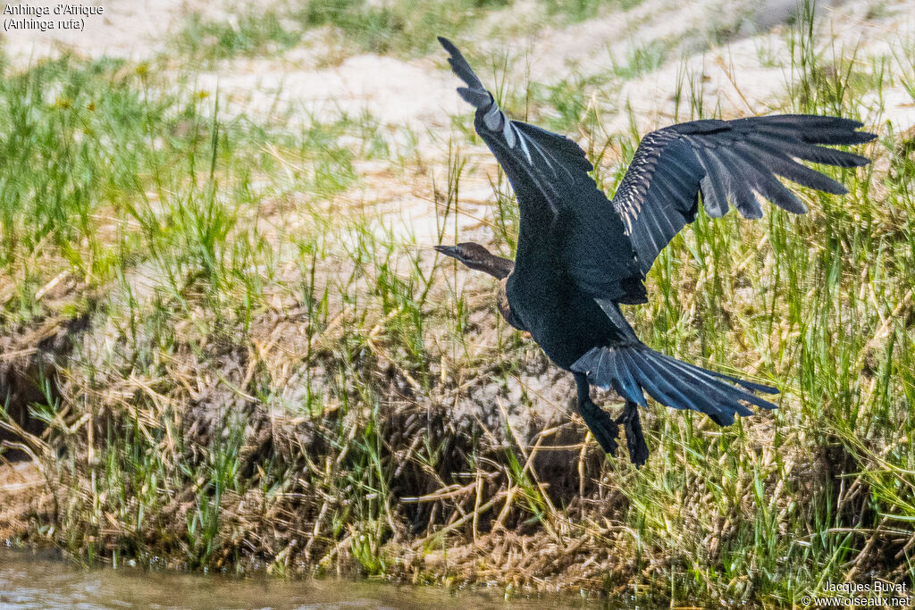 Anhinga d'Afrique