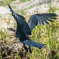 Anhinga d'Afrique