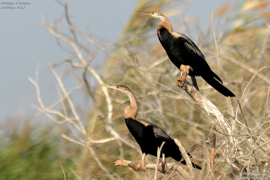 Anhinga d'Afrique femelle adulte nuptial