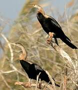 Anhinga d'Afrique