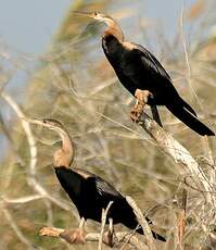 Anhinga d'Afrique