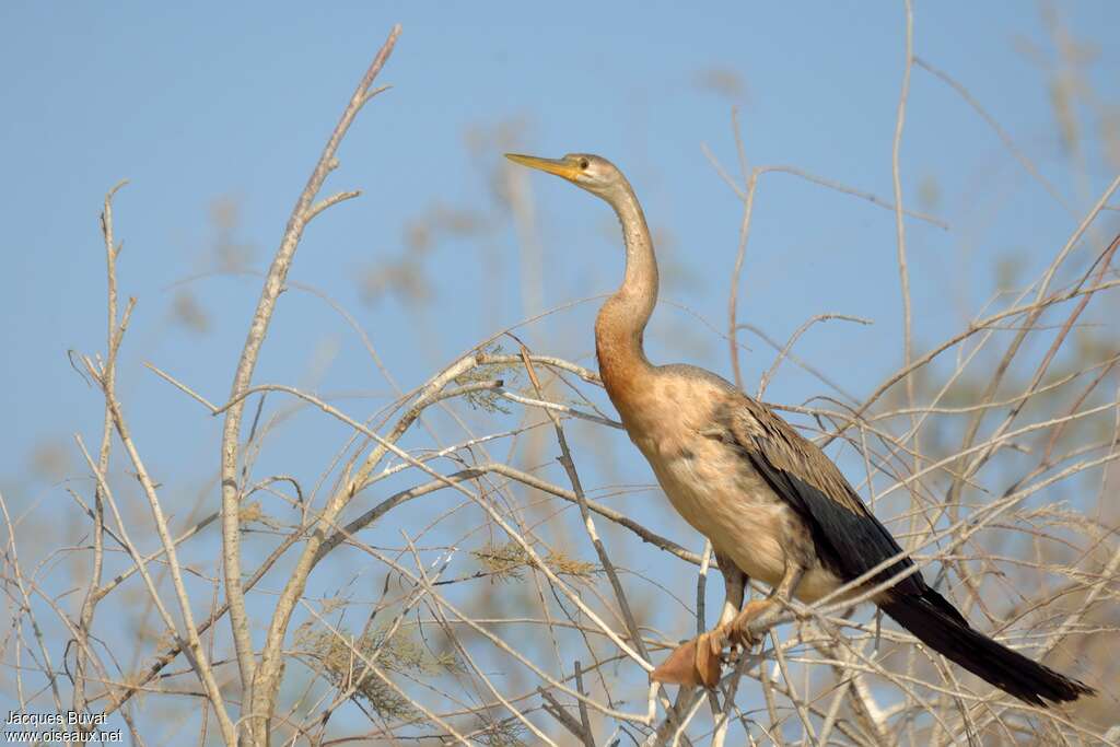 African DarterSecond year, identification