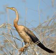 Anhinga d'Afrique