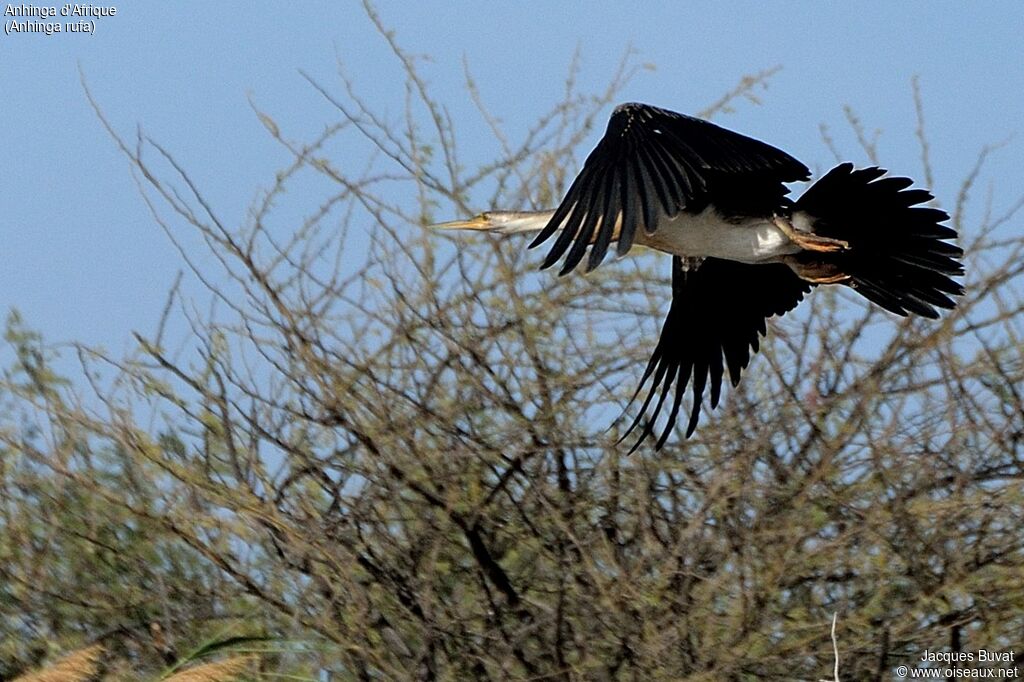 African Darter female adult breeding