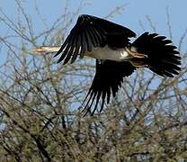 African Darter