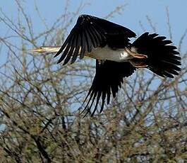 Anhinga d'Afrique