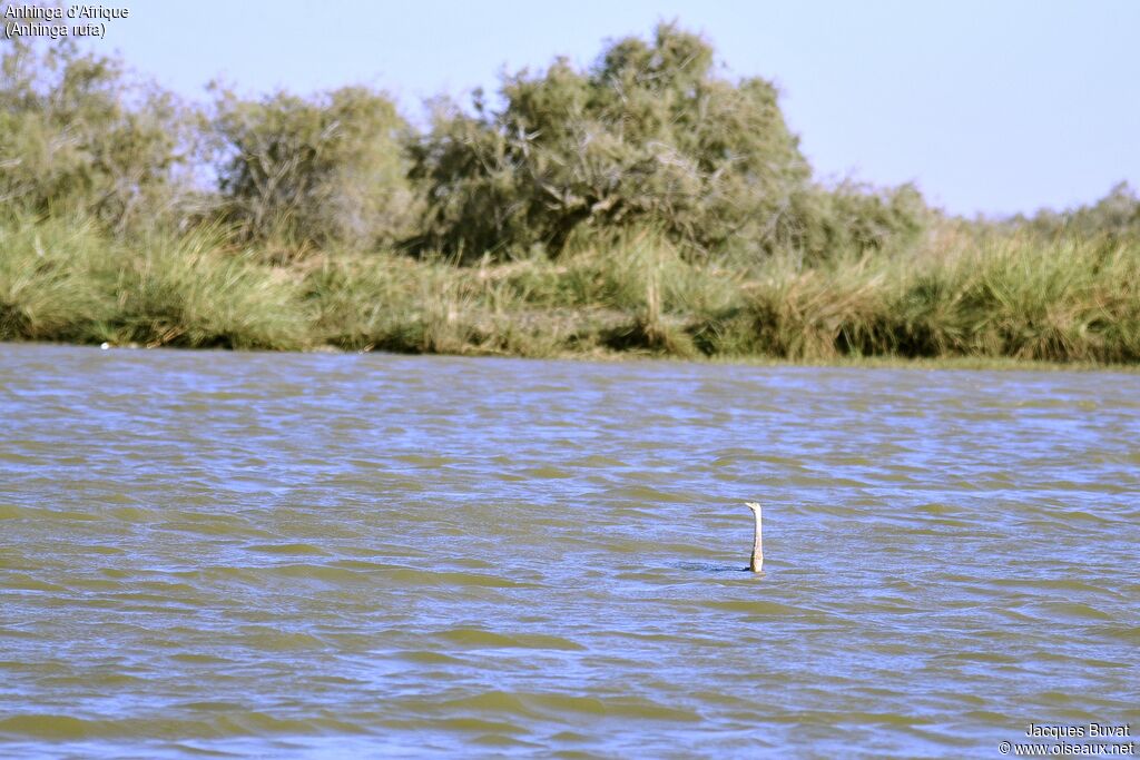 African Darter, identification, swimming