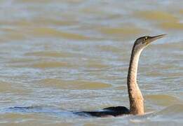 Anhinga d'Afrique