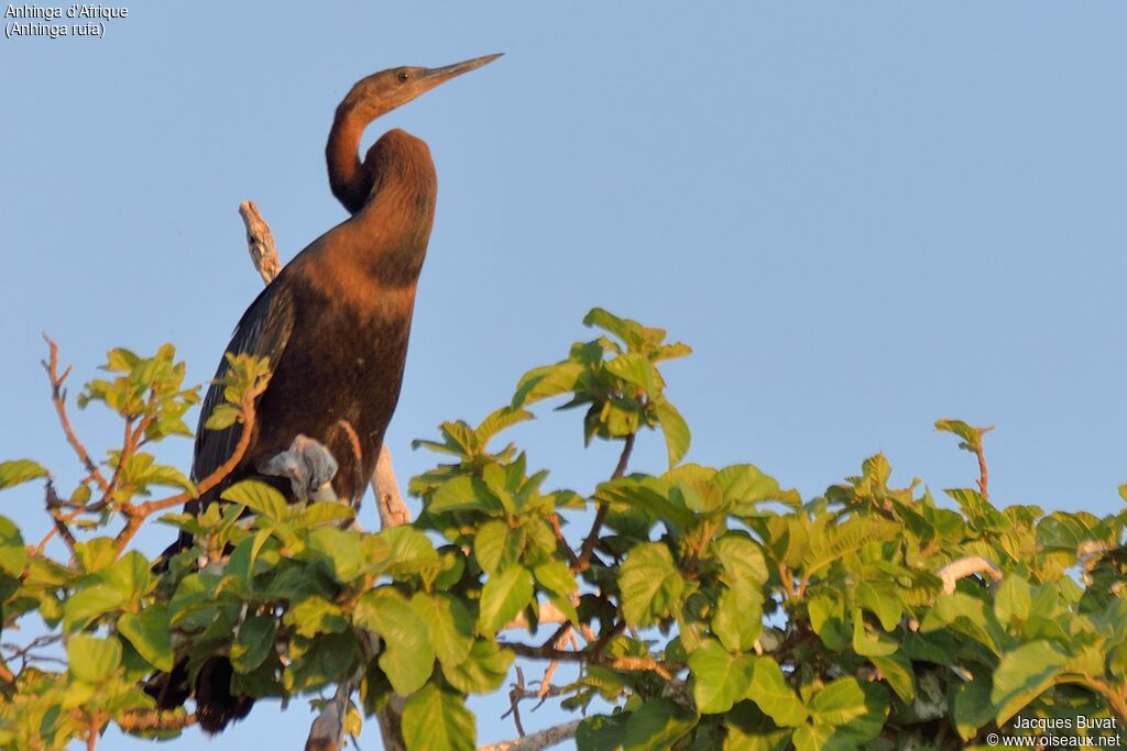 Anhinga d'Afrique mâle adulte internuptial