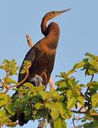 Anhinga d'Afrique