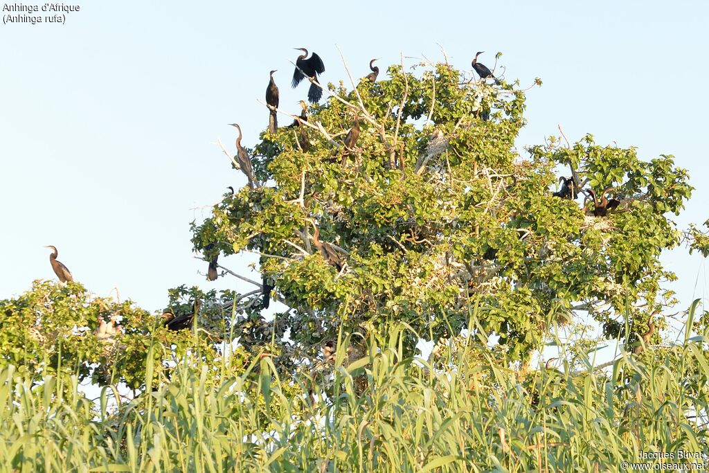 Anhinga d'Afrique