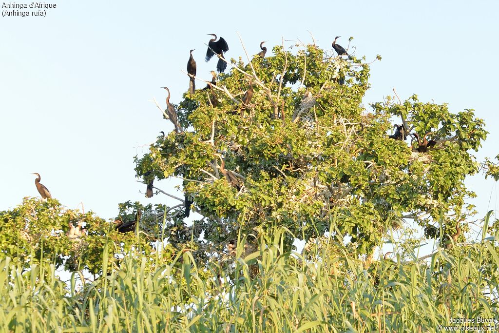 African Darter