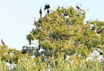 Anhinga d'Afrique