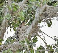 Anhinga d'Afrique