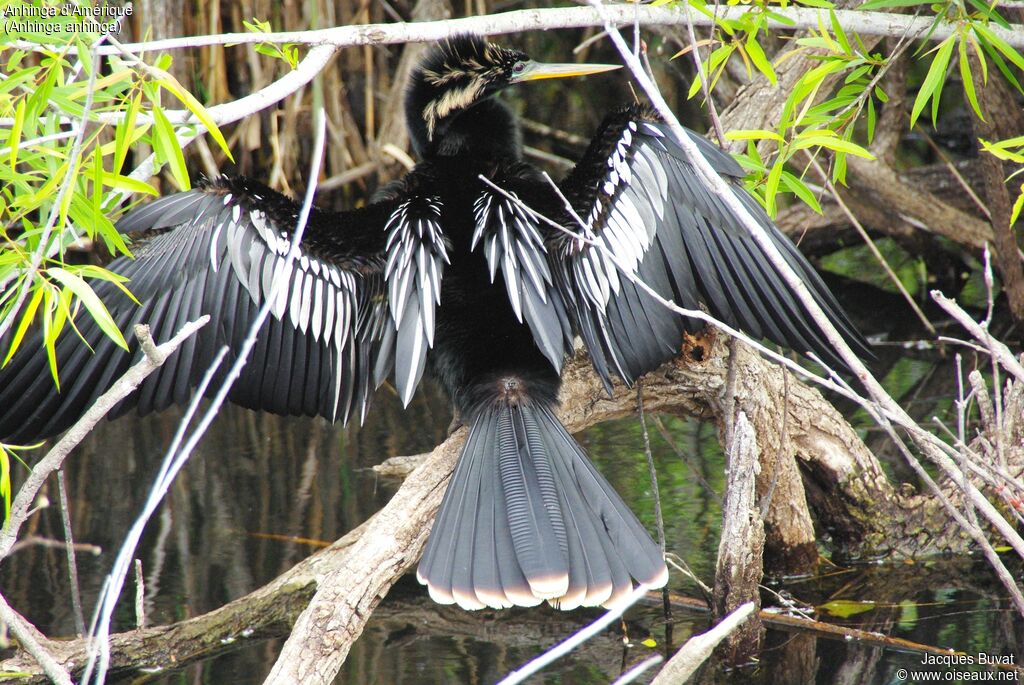 Anhinga male adult breeding, aspect, pigmentation, Behaviour