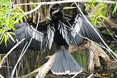 Anhinga d'Amérique