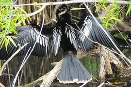 Anhinga d'Amérique