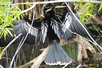 Anhinga d'Amérique