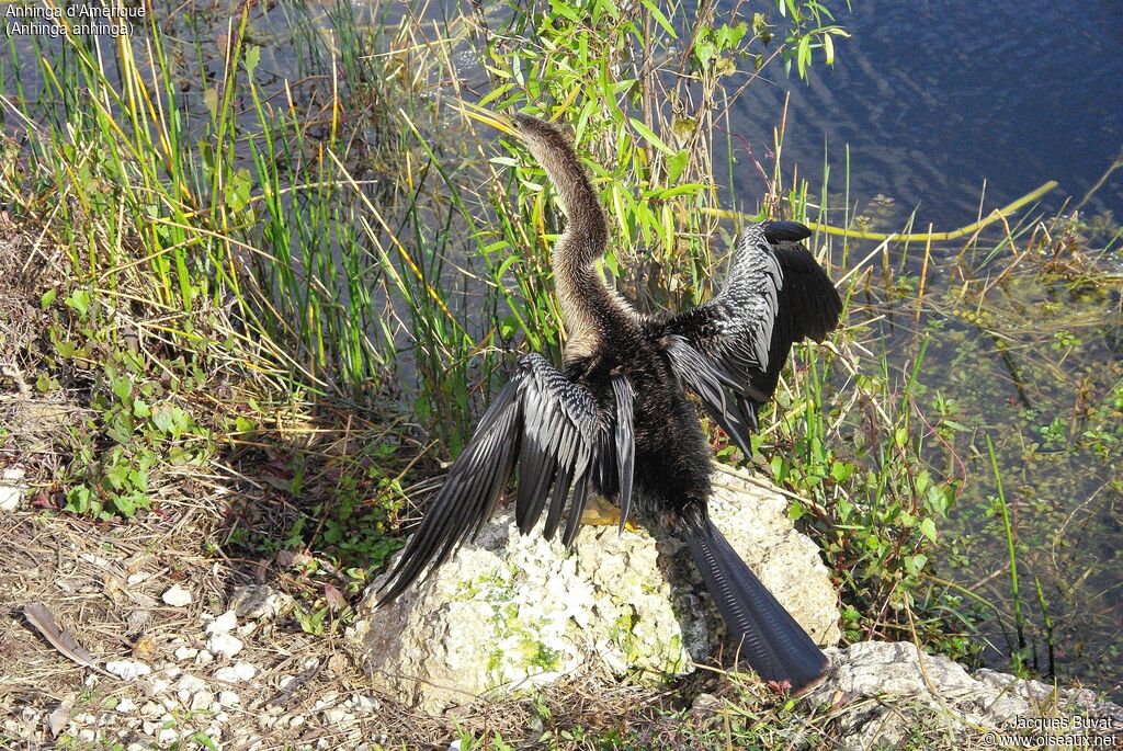 Anhinga female adult breeding, identification, aspect, pigmentation, Behaviour