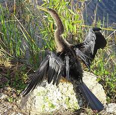 Anhinga d'Amérique