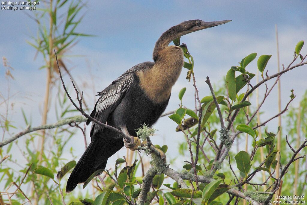 Anhinga d'Amérique femelle adulte nuptial, portrait, composition, pigmentation