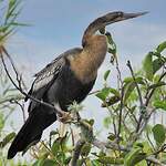 Anhinga d'Amérique