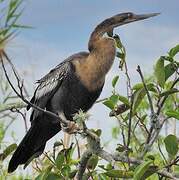 Anhinga