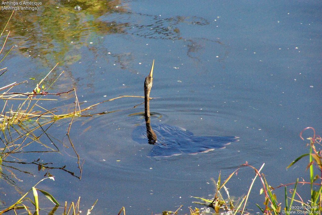 Anhinga female adult, habitat, swimming, fishing/hunting