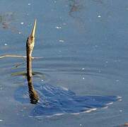 Anhinga