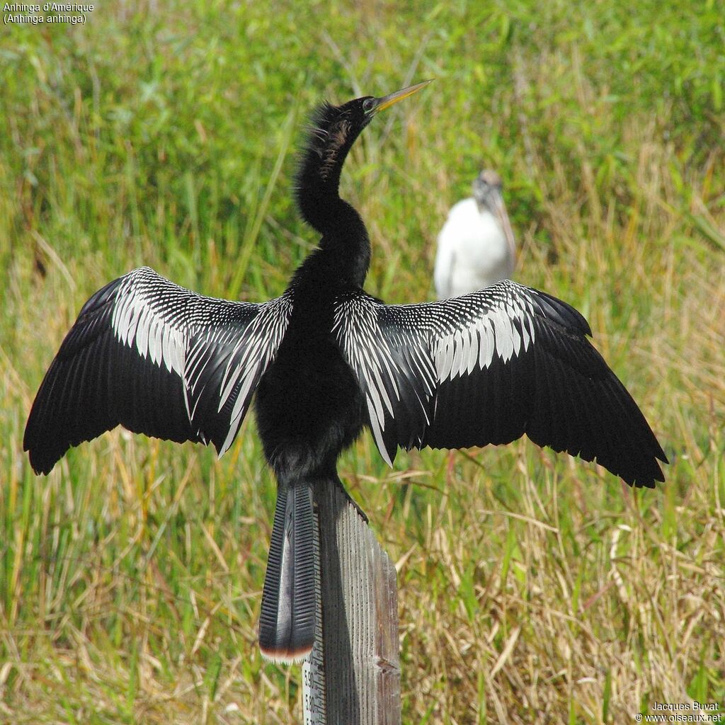 Anhinga d'Amérique mâle adulte nuptial, portrait, composition, pigmentation, Comportement