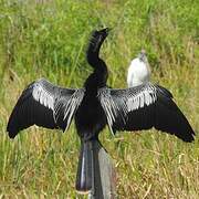 Anhinga