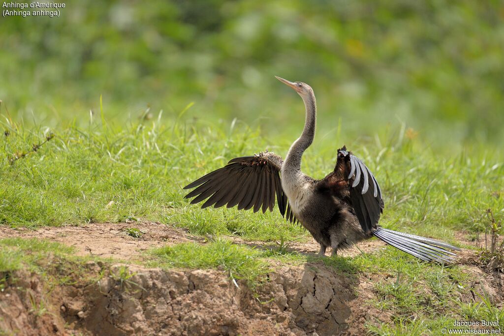 Anhinga female adult breeding, close-up portrait, aspect, pigmentation