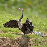 Anhinga