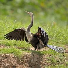 Anhinga d'Amérique