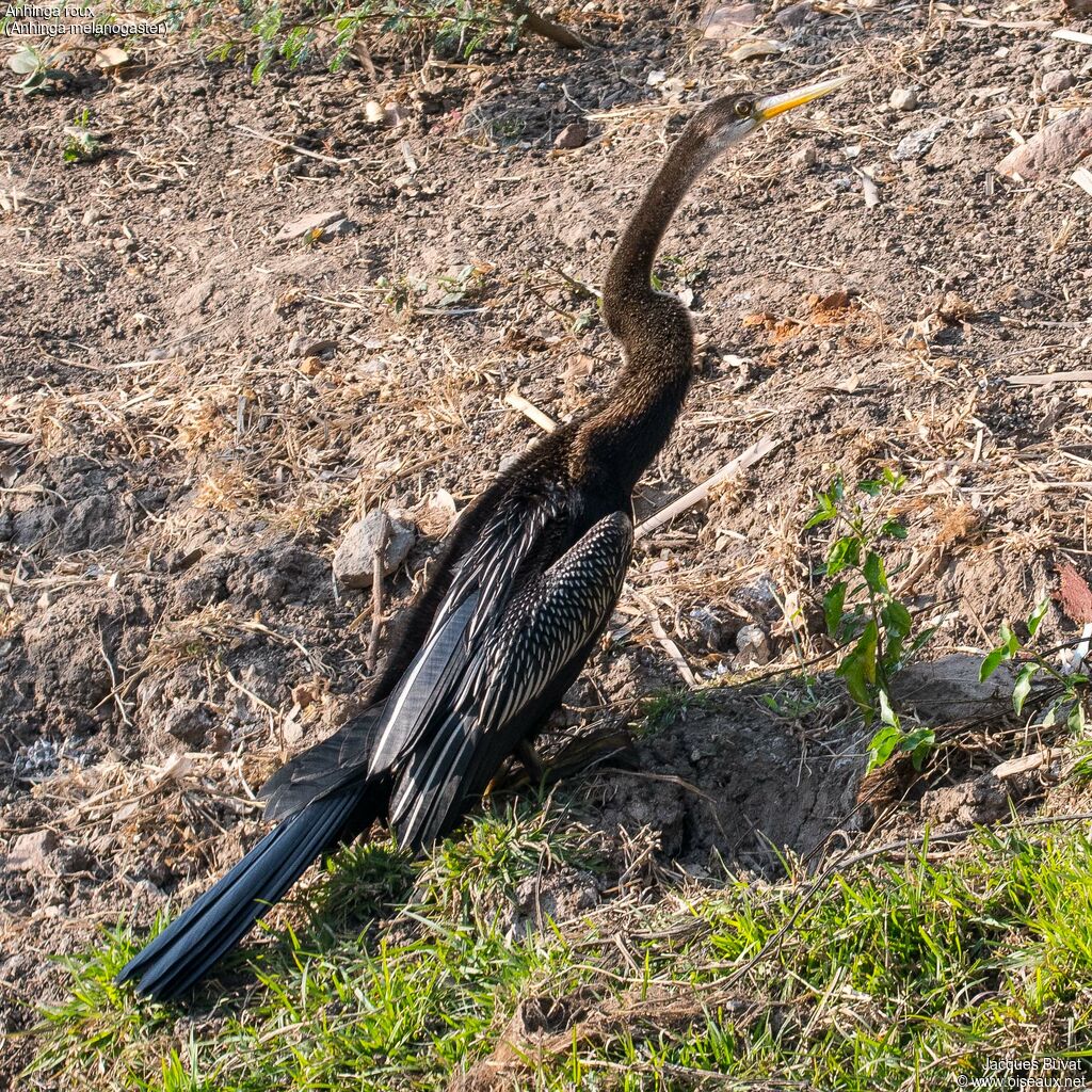 Anhinga roux