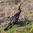 Anhinga roux