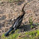 Anhinga roux