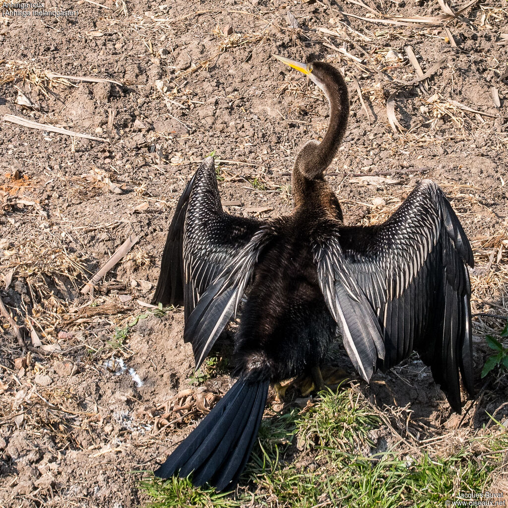 Anhinga roux, composition, pigmentation