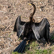 Oriental Darter