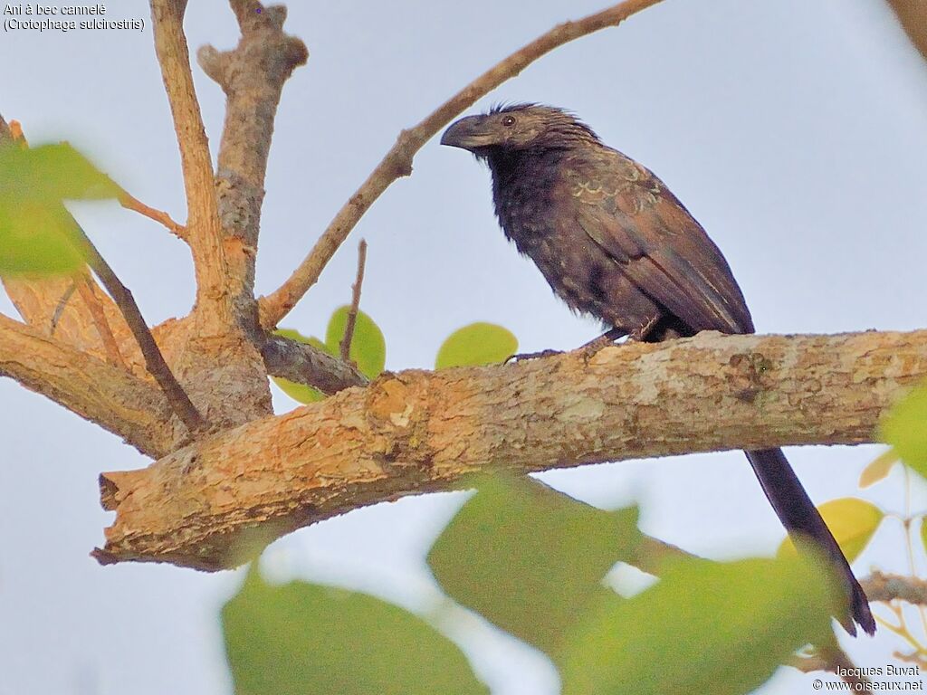 Groove-billed Anijuvenile, identification, aspect, pigmentation