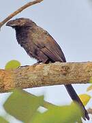 Groove-billed Ani