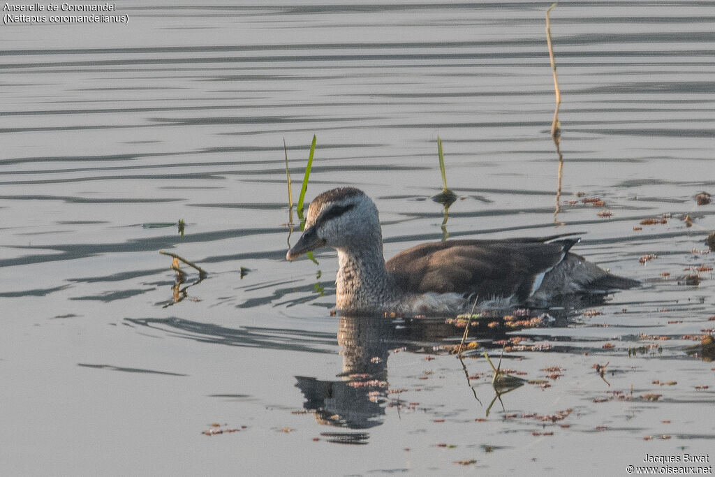 Cotton Pygmy Goose female, identification, aspect, pigmentation, swimming